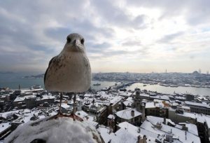 seagullsnowistanbul